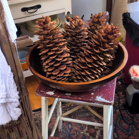 💥SOLD OUT💥Huge Authentic Sugar Pinecones 13to14inches Long - Picture 11 of 11